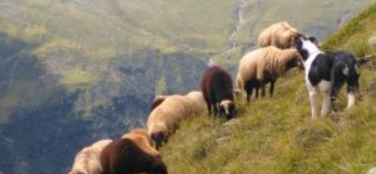 Les moutons à l'alpage